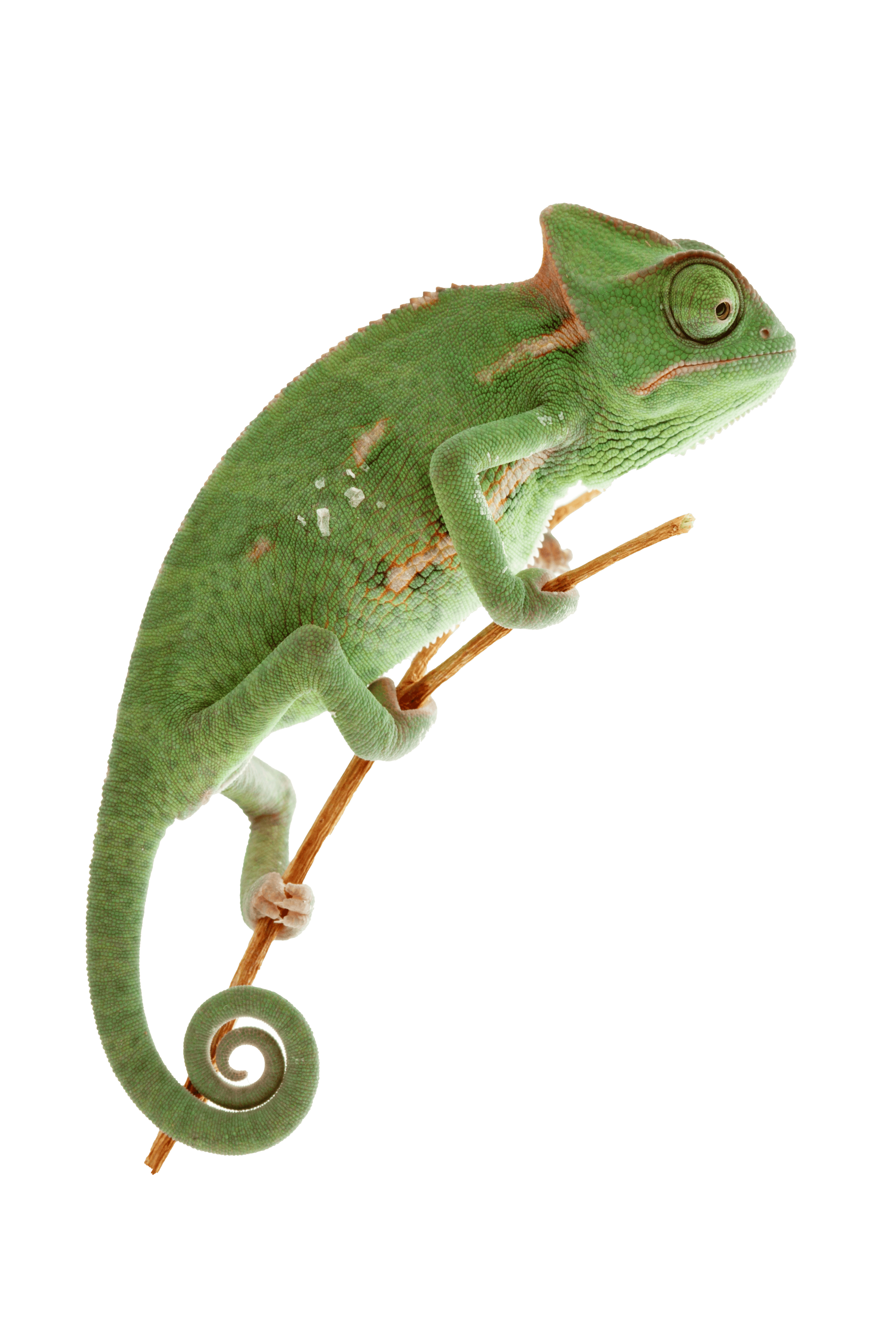 Image d'un Chameleon