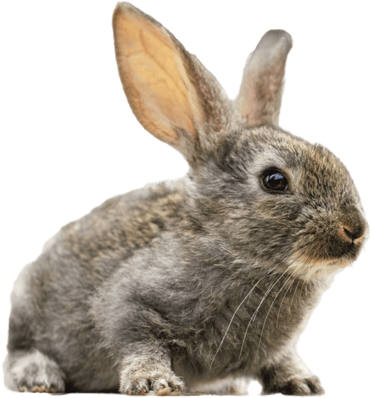 Image d'un Lapin