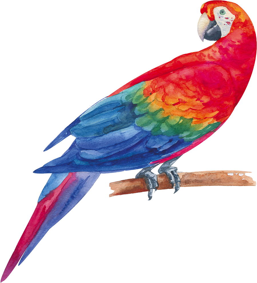 Image d'un perroquet